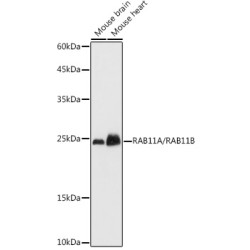 RAB11A/RAB11B Rabbit pAb