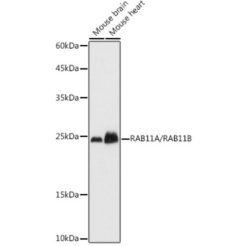 RAB11A/RAB11B Rabbit pAb