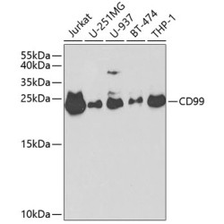 CD99 Rabbit pAb