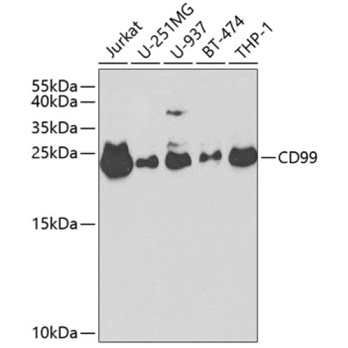 CD99 Rabbit pAb