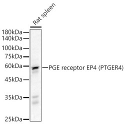 PGE receptor EP4 (PTGER4) Rabbit pAb