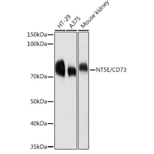 CD73/NT5E Rabbit pAb