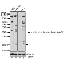 pan-Ubiquitin Remnant Motif (K-ε-GG) Rabbit pAb