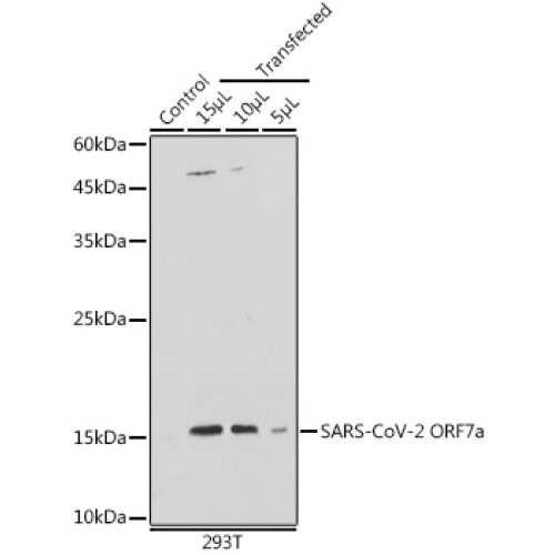 SARS-CoV-2 ORF7a Rabbit pAb