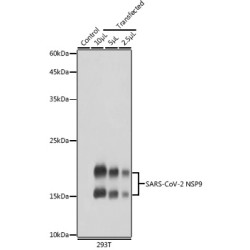 SARS-CoV-2 NSP9 Rabbit pAb