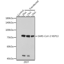 SARS-CoV-2 NSP13 Rabbit pAb