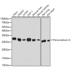 Peroxiredoxin 6 Rabbit pAb