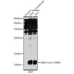 SARS-CoV-2 NSP6 Rabbit pAb