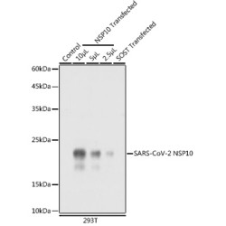SARS-CoV-2 NSP10 Rabbit pAb