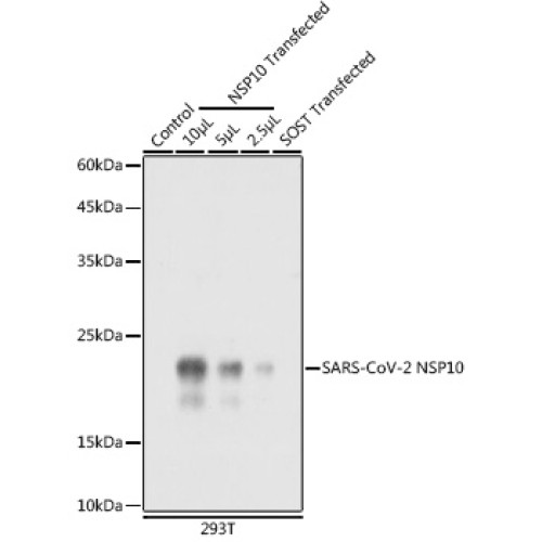 SARS-CoV-2 NSP10 Rabbit pAb