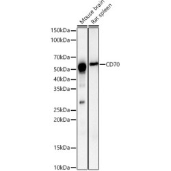 CD70 Rabbit pAb