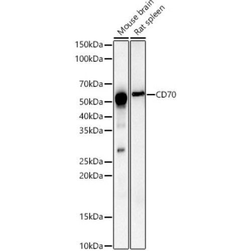 CD70 Rabbit pAb