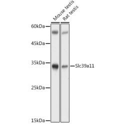 Slc39a11 Rabbit pAb