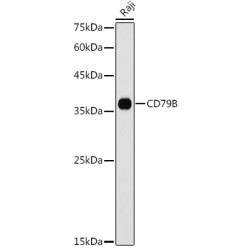 CD79B Rabbit pAb