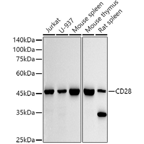 CD28 Rabbit mAb