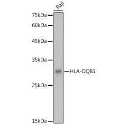 HLA-DQB1 Rabbit pAb