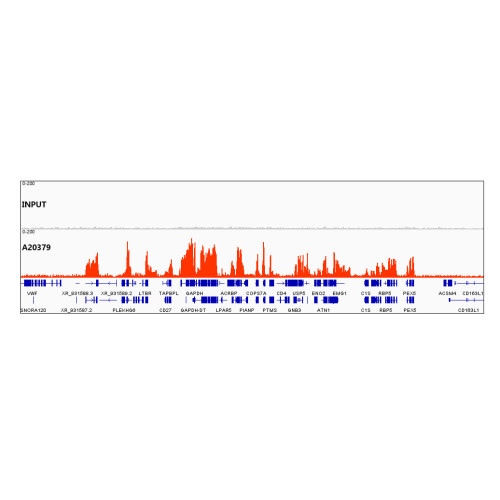 TriMethyl-Histone H3-K36 Rabbit mAb