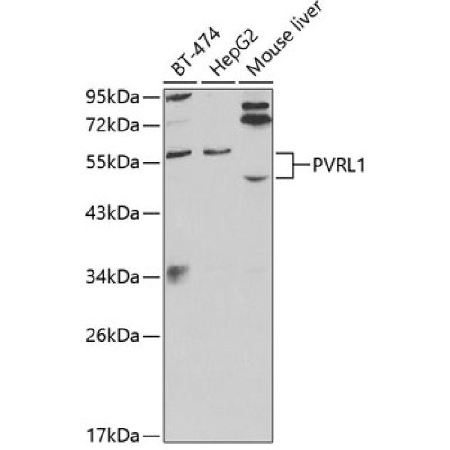 PVRL1 Rabbit pAb