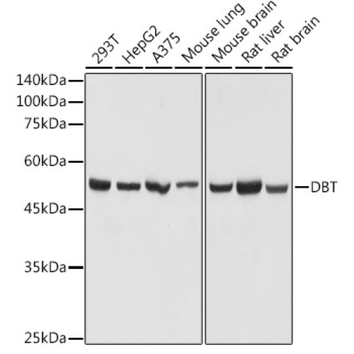 DBT Rabbit pAb