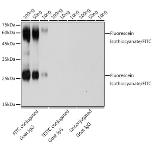 Fluorescein Isothiocyanate/FITC Rabbit pAb