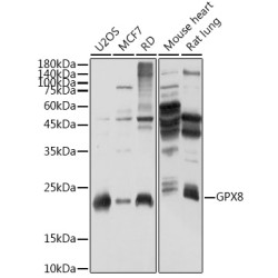 GPX8 Rabbit pAb