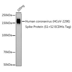 HCoV-229E Spike S1 Rabbit pAb