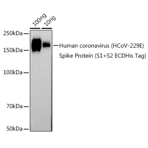 HCoV-229E Spike S2 Rabbit pAb