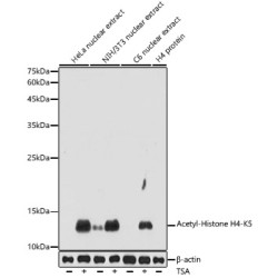Acetyl-Histone H4-K5 Rabbit pAb