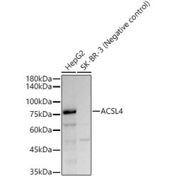 ACSL4 Rabbit mAb