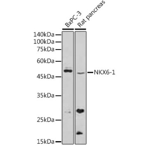 NKX6-1 Rabbit pAb