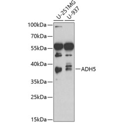 ADH5/GSNOR Rabbit pAb