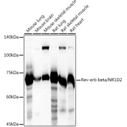 Rev-erb beta/NR1D2 Rabbit pAb