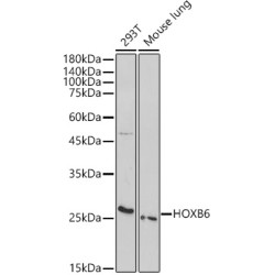 HOXB6 Rabbit pAb