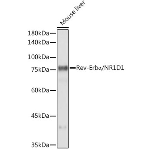 Rev-Erbα/NR1D1 Rabbit mAb