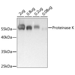 Proteinase K Rabbit pAb