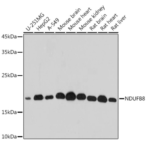 NDUFB8 Rabbit pAb