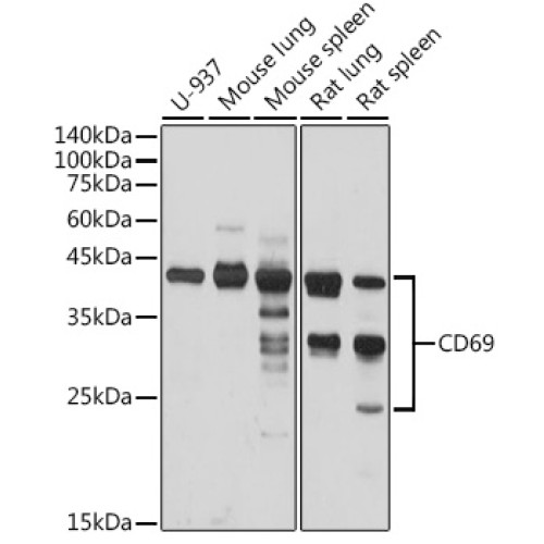CD69 Rabbit pAb