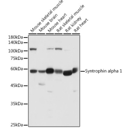 Syntrophin alpha 1 Rabbit pAb