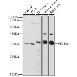 PDLIM4 Rabbit pAb