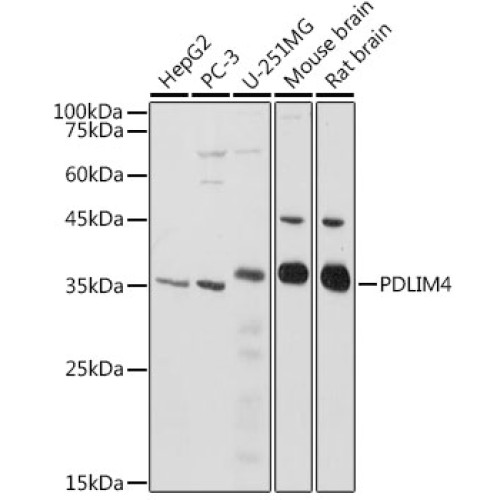 PDLIM4 Rabbit pAb