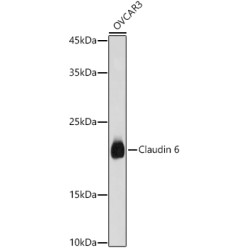 Claudin 6 Rabbit pAb