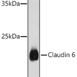 Claudin 6 Rabbit pAb