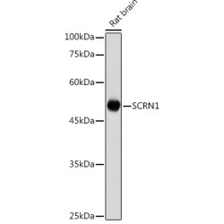 SCRN1 Rabbit pAb