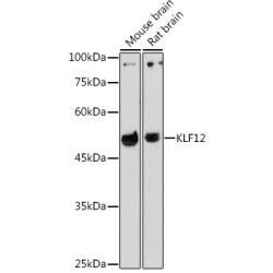 KLF12 Rabbit pAb