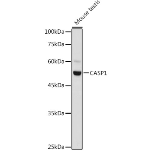 Caspase-1 Rabbit pAb
