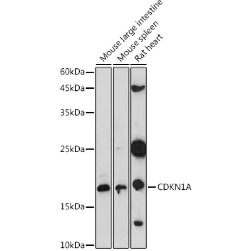 CDKN1A Rabbit pAb