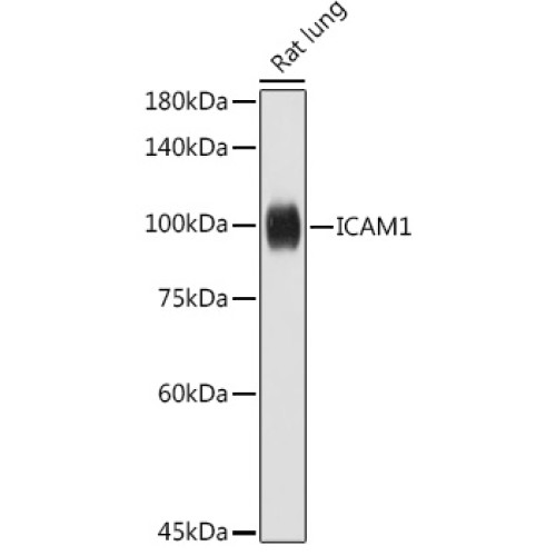 ICAM1 Rabbit pAb