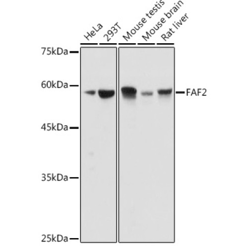 FAF2 Rabbit pAb
