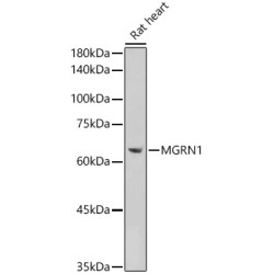MGRN1 Rabbit pAb