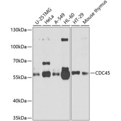 CDC45 Rabbit pAb